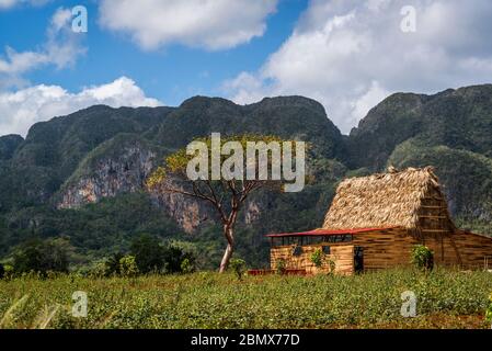 Traditionelles Bauernhaus aus Holz und landwirtschaftliche Flächen im Vinales-Tal, bekannt für seine einzigartigen Karstformationen, die Magote, Kuba genannt werden Stockfoto