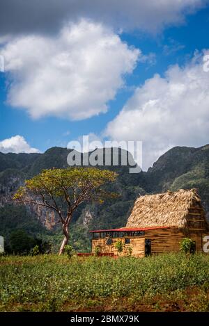 Traditionelles Bauernhaus aus Holz und landwirtschaftliche Flächen im Vinales-Tal, bekannt für seine einzigartigen Karstformationen, die Magote, Kuba genannt werden Stockfoto