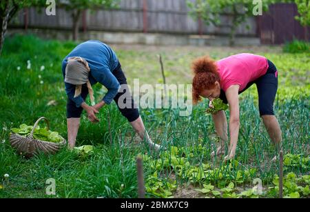 Frau und ihre ältere Mutter ernten orache im Garten Stockfoto