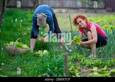 Frau und ihre ältere Mutter ernten orache im Garten Stockfoto