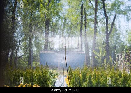 Sprinklersystem arbeiten an einer Gärtnerei Plantage. Bewässerung Stockfoto
