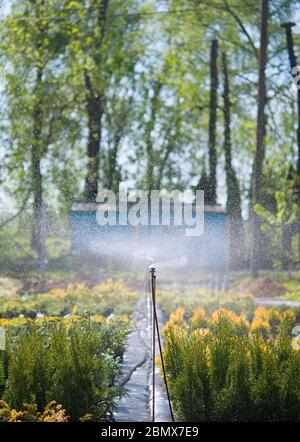 Sprinklersystem arbeiten an einer Gärtnerei Plantage. Bewässerung Stockfoto