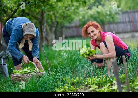 Frau und ihre ältere Mutter ernten orache im Garten Stockfoto