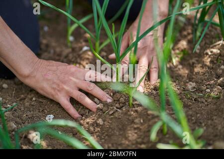 Hände einer Bäuerin im Dreck auf einer Zwiebelplantage Stockfoto