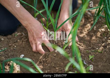 Hände einer Bäuerin im Dreck auf einer Zwiebelplantage Stockfoto