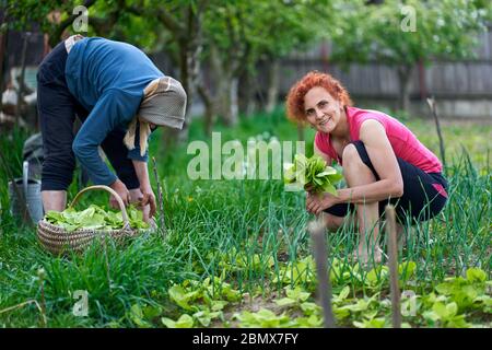 Frau und ihre ältere Mutter ernten orache im Garten Stockfoto