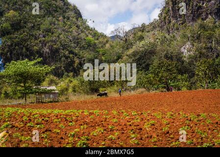 Bauernhaus und Landwirt, die auf landwirtschaftlichen Flächen mit traditioneller Methode Pflügen mit Ochsen, Vinales Valley, Kuba Stockfoto