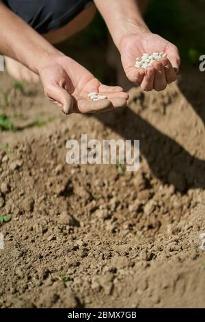 Hand der Bäuerin, die Samen von Bohnen in den Boden pflanzt Stockfoto