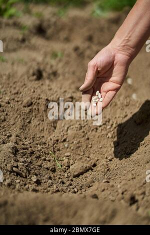 Hand der Bäuerin, die Samen von Bohnen in den Boden pflanzt Stockfoto