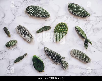 Kleine Pads des opuntia microdasys Kaktus, allgemein bekannt als Hasen-Ohren Kaktus, auf einem weißen Marmorgrund Stockfoto