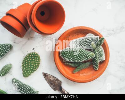 Kleine Pads eines opuntia microdasys Kaktus, allgemein bekannt als Hasen-Ohr-Kaktus, auf einem weißen Marmorgrund bereit, in Terrakotta-Töpfe gepflanzt werden Stockfoto