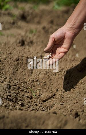 Hand der Bäuerin, die Samen von Bohnen in den Boden pflanzt Stockfoto