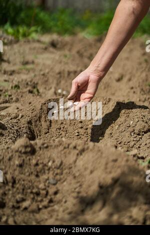 Hand der Bäuerin, die Samen von Bohnen in den Boden pflanzt Stockfoto