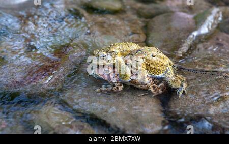 Zwei amerikanische Kröten (Bufo americanus) kämpfen um die Position auf dem Rücken einer weiblichen Kröte, die Eier in einen Fluss in Catskills, New York, ausgibt Stockfoto