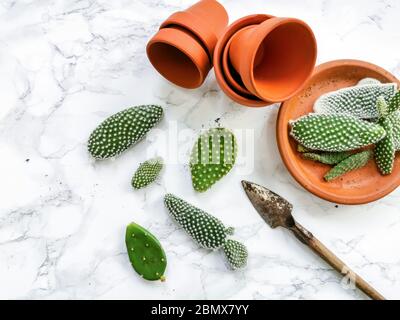 Kleine Pads eines opuntia microdasys Kaktus, allgemein bekannt als Hasen-Ohr-Kaktus, auf einem weißen Marmorgrund bereit, in Terrakotta-Töpfe gepflanzt werden Stockfoto