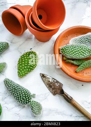 Kleine Pads eines opuntia microdasys Kaktus, allgemein bekannt als Hasen-Ohr-Kaktus, auf einem weißen Marmorgrund bereit, in Terrakotta-Töpfe gepflanzt werden Stockfoto