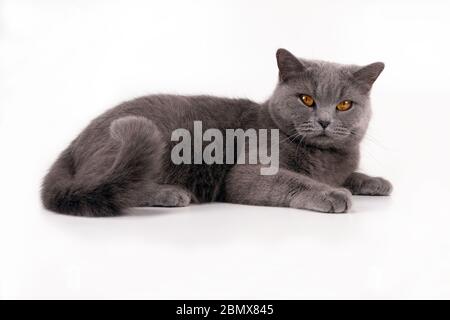 Schöne britische Kurzhaarkatze von grauer Farbe mit gelben Augen liegt im Studio auf weißem Hintergrund Stockfoto