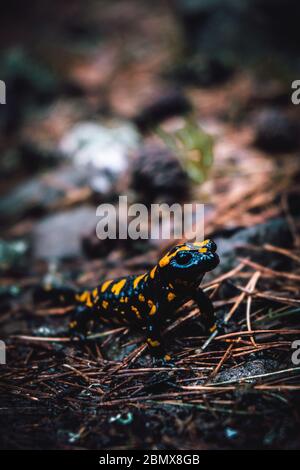 Nahaufnahme des Feuersalamanders in den gefallenen Blättern nach Regen, Interessantes Porträt des Feuersalamanders in seinem natürlichen Lebensraum, Tschechische Republik Prag, p Stockfoto