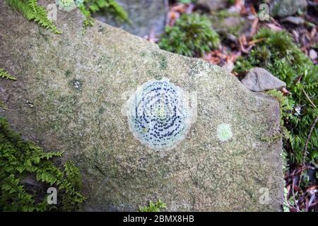 Eine runde konzentrische Felsflechte (Porpidia crustulata) wächst auf einem Felsen, der von Moos und Farnen umgeben ist, auf dem Boden des Danby State Forest, Ithaca, NY Stockfoto
