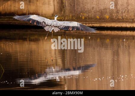 Heron reflektiert im Wasser, neben einer Brücke im Poolsbrook Park, Chesterfield, Großbritannien Stockfoto