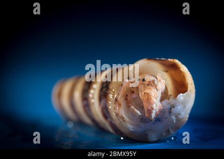 Einsiedlerkrebs bewohnen eine geplündelte Molluskenschale, wie diese Exemplare, die von Wissenschaftlern gesammelt wurden, die benthische Proben des Indischen Ozeans entnommen haben. Stockfoto