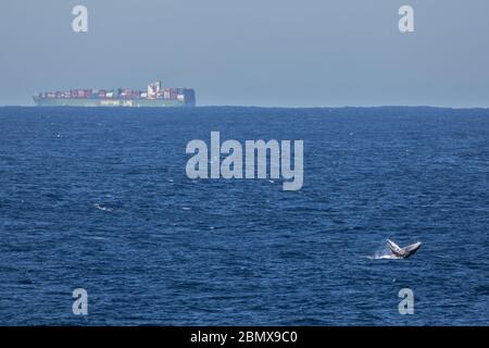 Schifffahrtswege sind in der Agulhas-Strömung, Indischer Ozean, Südafrika, eine wichtige Zugroute für Buckelwale, Megaptera novaeangliae, stark befahren. Stockfoto