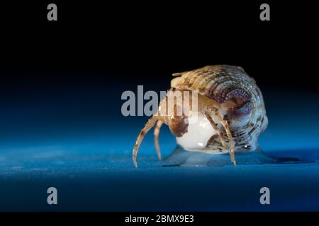 Einsiedlerkrebs bewohnen eine geplündelte Molluskenschale, wie diese Exemplare, die von Wissenschaftlern gesammelt wurden, die benthische Proben des Indischen Ozeans entnommen haben. Stockfoto