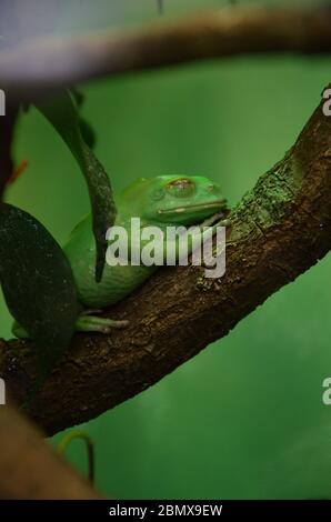 Australischen grünen Laubfrosch Stockfoto