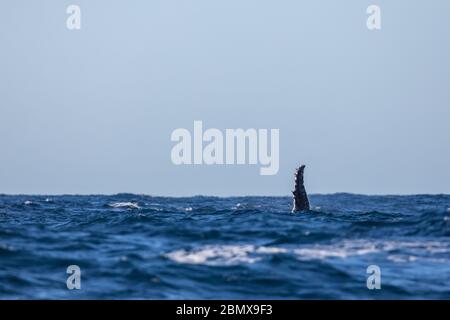 Der Agulhas-Strom, Indischer Ozean, Südafrika, ist eine wichtige Zugroute für Buckelwale, Megaptera novaeangliae. Stockfoto