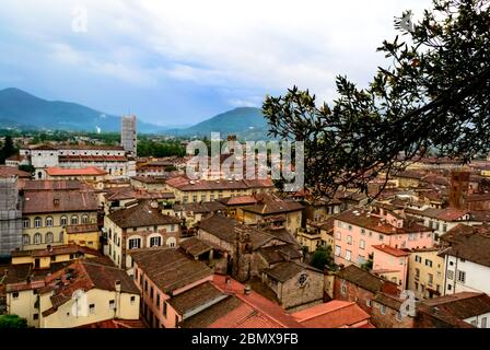 Vom Guinigi-Turm aus gesehen, eine Landschaft aus der Luft, die typisch italienische rote Dächer der mittelalterlichen Stadt Lucca in der Toskana, Italien Stockfoto