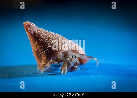 Einsiedlerkrebs bewohnen eine geplündelte Molluskenschale, wie diese Exemplare, die von Wissenschaftlern gesammelt wurden, die benthische Proben des Indischen Ozeans entnommen haben. Stockfoto