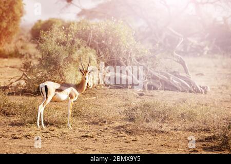 Thomsons Gazelle oder tommie-Unterart der Rotfronten steht auf der Weide in Kenia Stockfoto