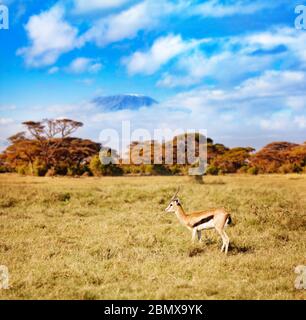 Kilimandscharo und thomsons Gazelle oder tommie stehen auf der Weide in Kenia drüben Stockfoto