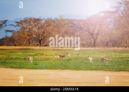 Thomsons Gazelle oder tommie-Gruppe in der Wildheit der nationalen Reserve stehen auf der Weide in Kenia Stockfoto