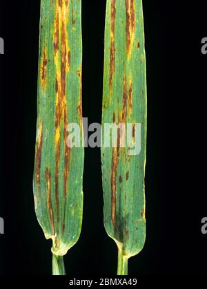 Netzfleck (Pyrenophora teres) nekrotische Streifen Läsionen auf Gerstenblättern aus einer reifen Ernte Stockfoto