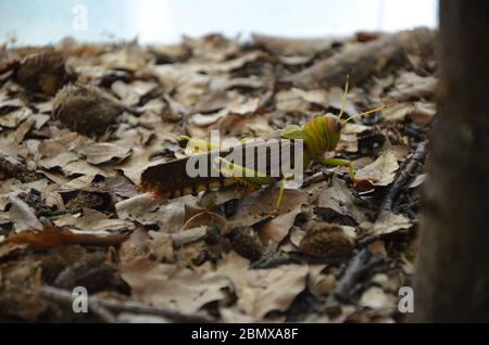 Riesengrashüpfer (Tropidacris collaris) Stockfoto