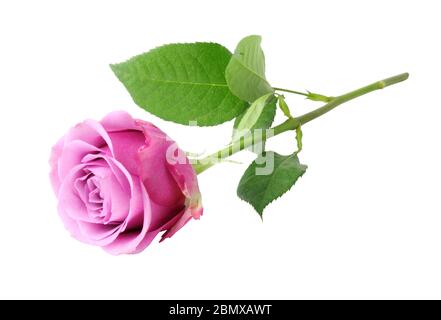 Schöne Rose (Rosaceae) zwischen magenta und rosa gefärbt, isoliert auf weißem Hintergrund, liegend und ohne Schatten. Deutschland Stockfoto