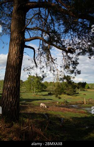 Ein aufrechter, sonniger Blick über die Heide im Nationalpark New Forest mit einem Esel und Ponys, eingerahmt von einer großen Tanne mit Kopierfläche. Stockfoto