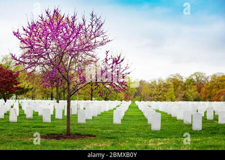 Reihen von Gräbern, Gräber auf dem militärischen Arlington Friedhof und blühende Frühlingskirsche mit Blumen Stockfoto