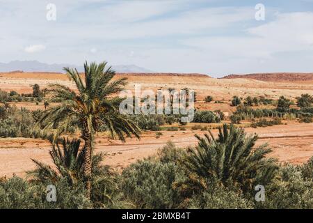 Wunderschöne marokkanische Wüstenlandschaft mit Sanddünen und Palmen. Reisen Sie nach Marokko, Sahara, Ouarzazate. Natur Hintergrund. Stockfoto