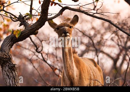 Ein wütender Kudu in Botswana bei Sonnenuntergang. Stockfoto