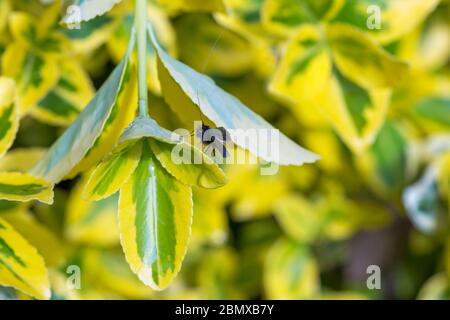 Männchen Adela Reinumurella Mikromotte, grüne Langhornmotte, mit sehr langen Antennen auf Pflanze im Garten in Bournemouth, Dorset UK im Mai Stockfoto