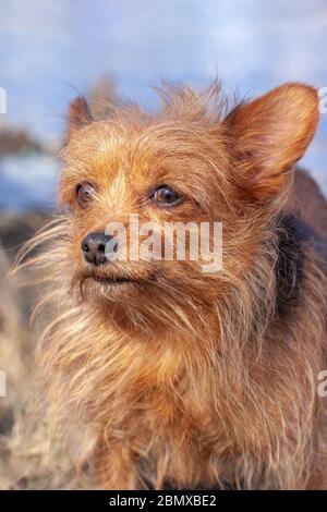 Nahaufnahme des sehr zotteligen Yorkshire Terrier. Lange, zerzauste braune Hundehaare und große Ohren. Wegschauen. Unscharfer Hintergrund. Vertikal. Stockfoto