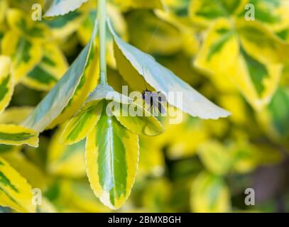 Männchen Adela Reinumurella Mikromotte, grüne Langhornmotte, mit sehr langen Antennen auf Pflanze im Garten in Bournemouth, Dorset UK im Mai Stockfoto