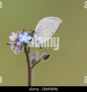 Kleiner blauer Schmetterling (Cupido Minimus), der auf einem Blumentopf postert, aufgenommen auf Cleeve Hill, Cheltenham, Gloucestershire, Großbritannien Stockfoto