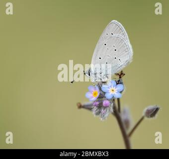 Kleiner blauer Schmetterling (Cupido Minimus), der auf einem Blumentopf postert, aufgenommen auf Cleeve Hill, Cheltenham, Gloucestershire, Großbritannien Stockfoto