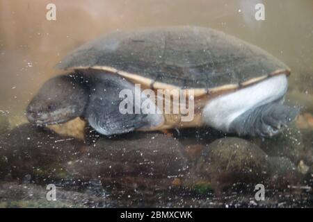 Eine Schildkröte unter Wasser in der Tropical World Attraction im Roundhay Park, Leeds Stockfoto