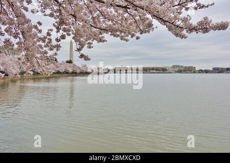 WASHINGTON, DC - 21. MÄRZ 2020 - Menschen, die entlang des Tidal Basin gehen, um die Kirschblüten während der COVID-19 Krise in Washington, DC zu bewundern. Stockfoto