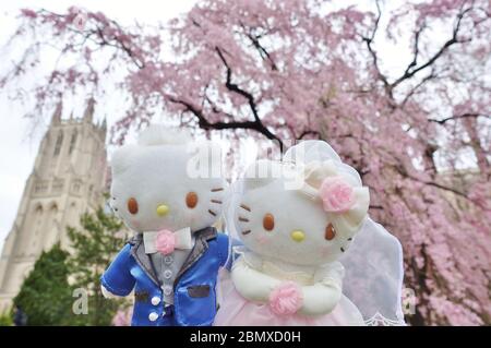 WASHINGTON, DC -21 MAR 2020- Blick auf eine Hello Kitty Braut und Bräutigam Plüsch Spielzeug in den Kirschblüten in Washington, DC. Stockfoto