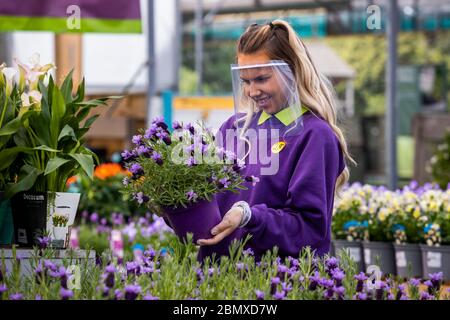 Die Verkäuferin Naomi Ferguson hält eine Topfpflanze, während sie einen Gesichtsschutz in Hillmount Garden Centers am Stadtrand von Belfast trägt. Robin Mercer, Eigentümer von Hillmount Garden Centers, hofft, dass Stormont die Sperrung des Coronavirus erleichtern und der Öffentlichkeit erlauben wird, Gartencenter ab Mittwoch zu besuchen. Stockfoto